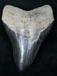 Large, Black, / Megalodon Tooth #12299-1